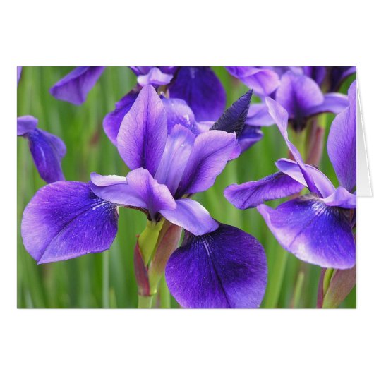 Iris card (Front Horizontal)