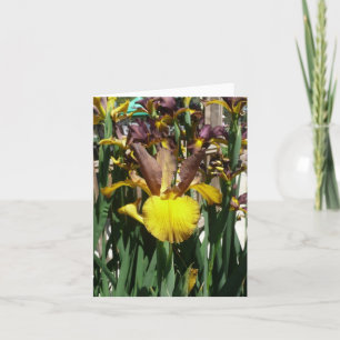 IRIS CARD - PIPER MAY - Blank Note Card