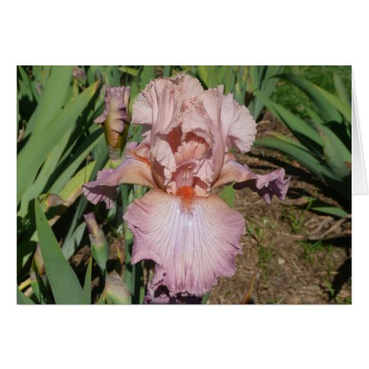 IRIS CARD PRETTY PASTEL - Blank Card (Front Horizontal)