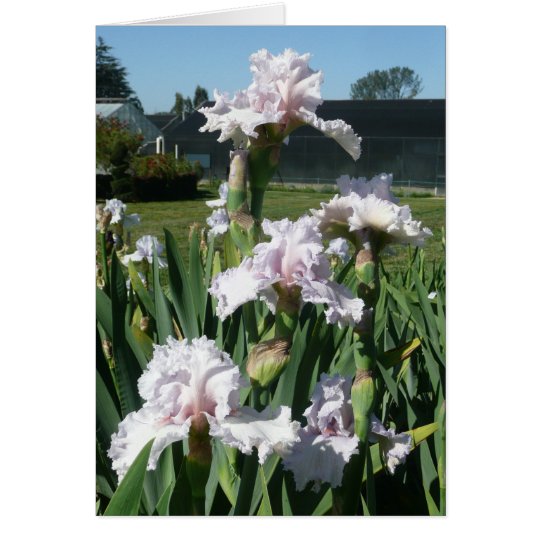 IRIS CARD - STAWBERRY FROSTING - Blank Note Card