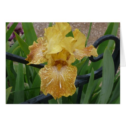 Iris Card- Tiger Honey (Front Horizontal)