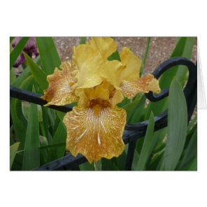 Iris Card- Tiger Honey Cards
