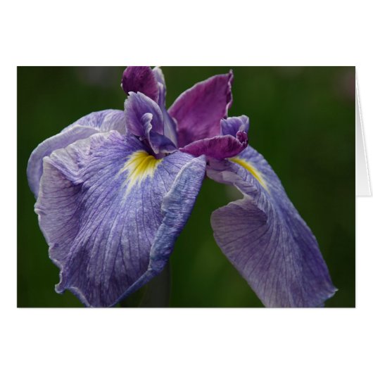 Iris Cards (Front Horizontal)