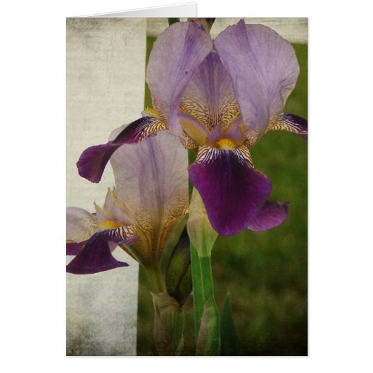 Iris Cards (Front)