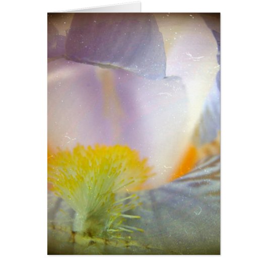Iris Cards (Front)