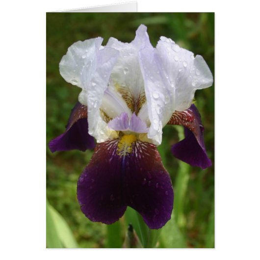 Iris Cards (Front)