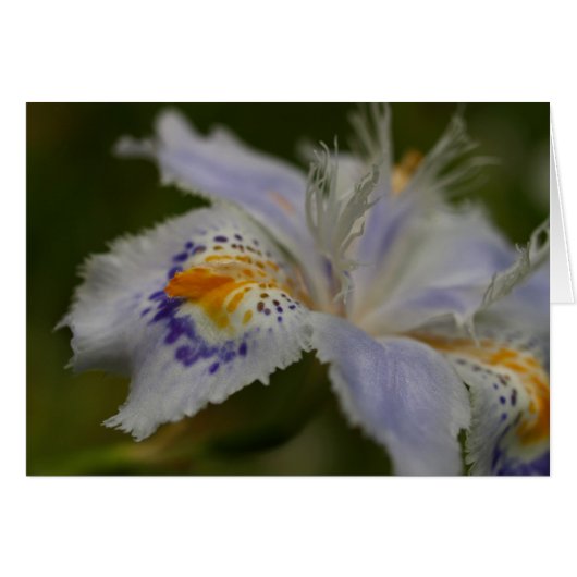 Iris Cards (Front Horizontal)