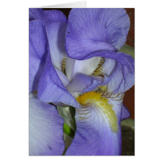 Iris Cards