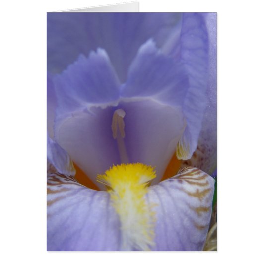 Iris Cards (Front)