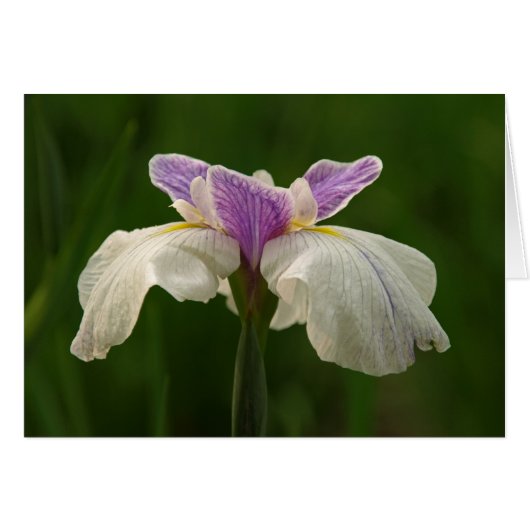 Iris Cards (Front Horizontal)