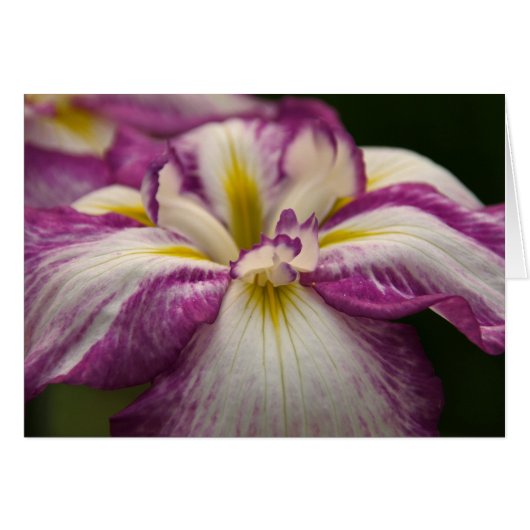 Iris Cards (Front Horizontal)