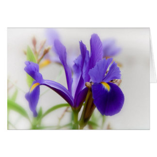 Iris Cards
