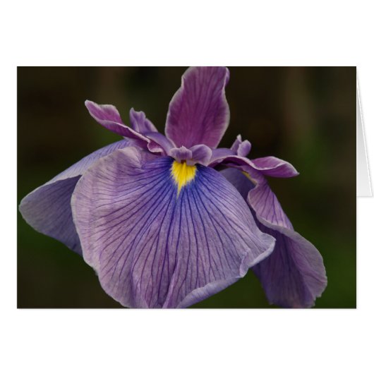 Iris Cards (Front Horizontal)