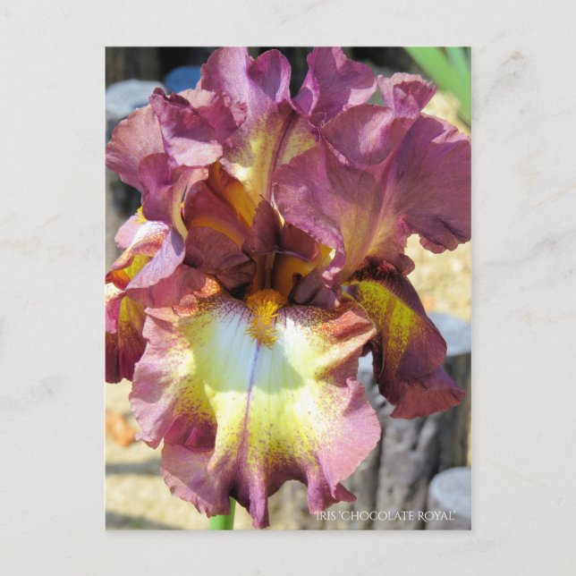 Iris ‘Chocolate Royal’ Postcard (Front)