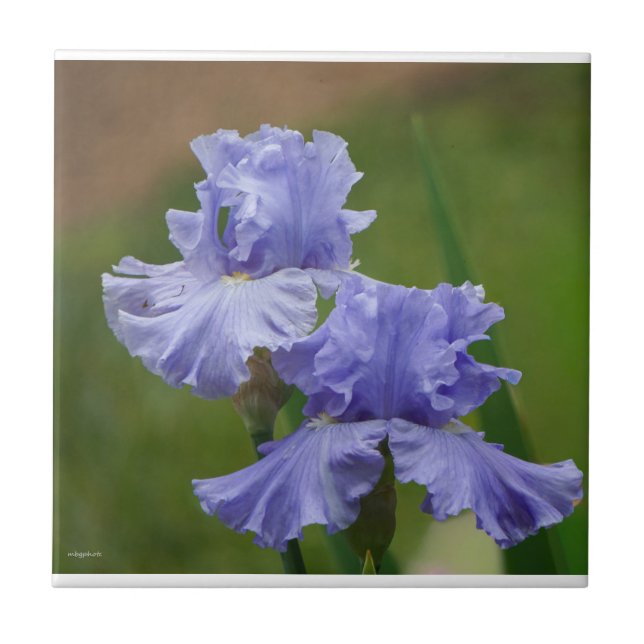 Iris Delight Ceramic Tile (Front)