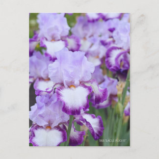 Iris ‘Eagle Flight’ Postcard