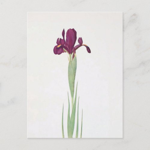 Iris Filifolia by William Dykes Postcard