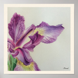Iris Floral Art Print suitable for Framing Miranda