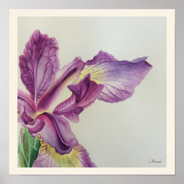 Iris Floral Art Print suitable for Framing Miranda (Front)
