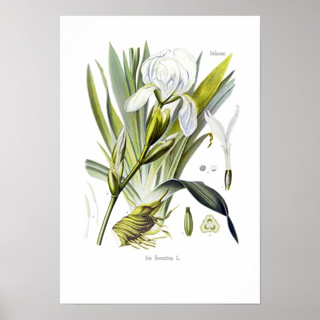 Iris florentina poster (Front)