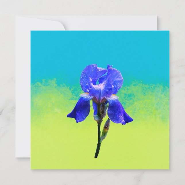 Iris flower  holiday card (Front)