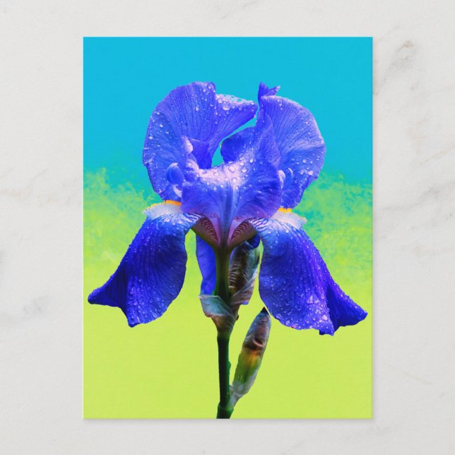 Iris flower  holiday postcard (Front)