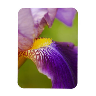 Iris Flower Magnet