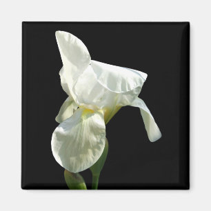 Iris Flower Magnet