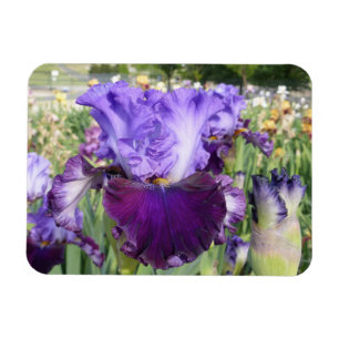 IRIS FLOWER MAGNET Horizontal
