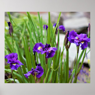 Iris Flower Photo Poster