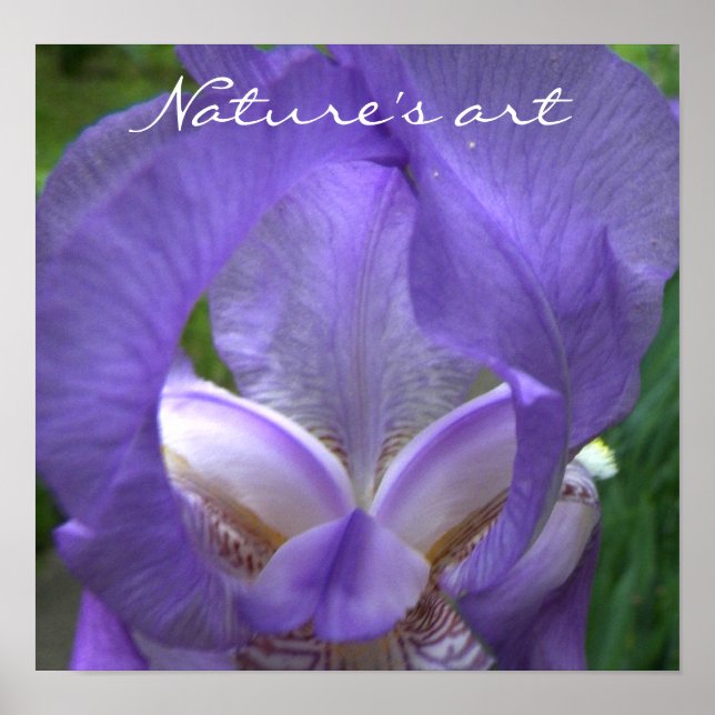 Iris Flower Photograph Poster (Front)