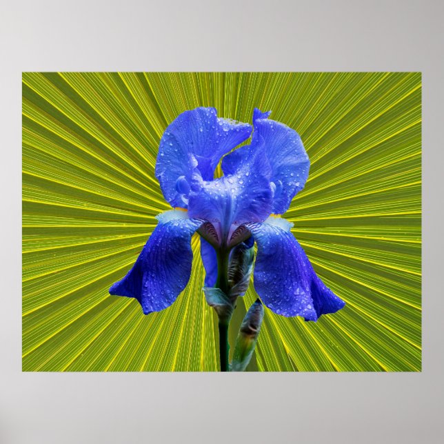 Iris flower poster (Front)