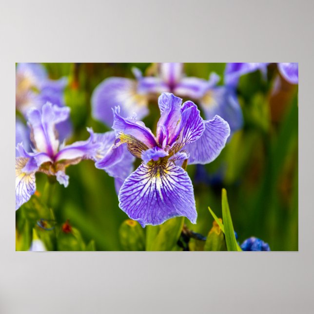 Iris Flower Poster (Front)