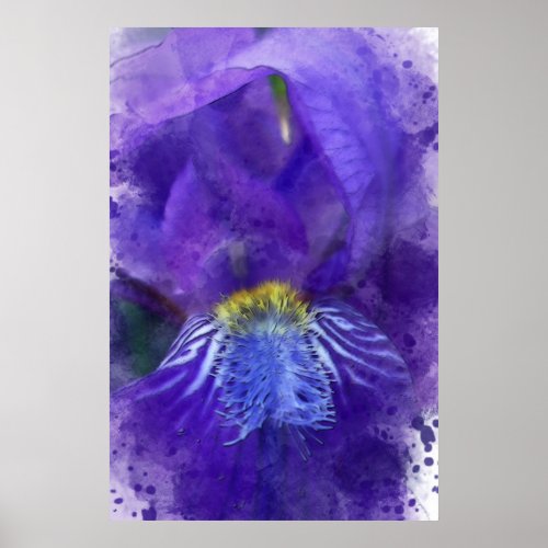 Iris Flower Purple Watercolor Poster