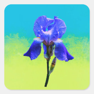 Iris flower square sticker