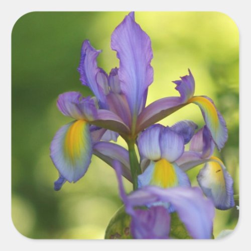 Iris flower Stickers