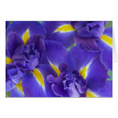 Iris flowers (Front Horizontal)