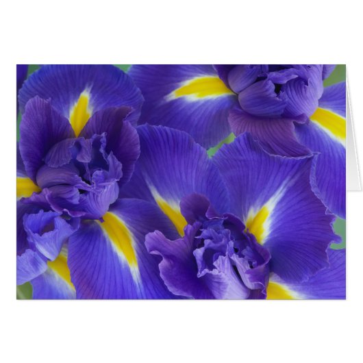Iris flowers (Front Horizontal)