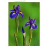 Iris Flowers (Front)