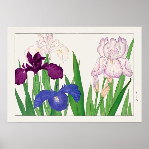 Iris Flowers Bearded  African Tanigami Konan  Poster
