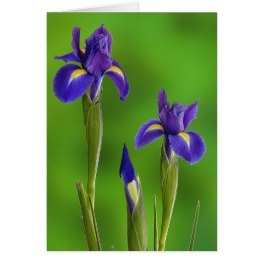 Iris Flowers Cards (Front)