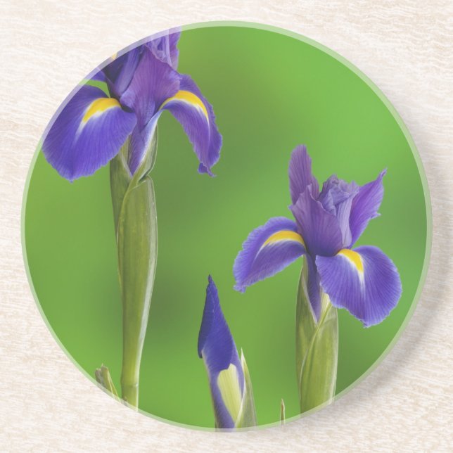 Iris Flowers Coaster (Front)
