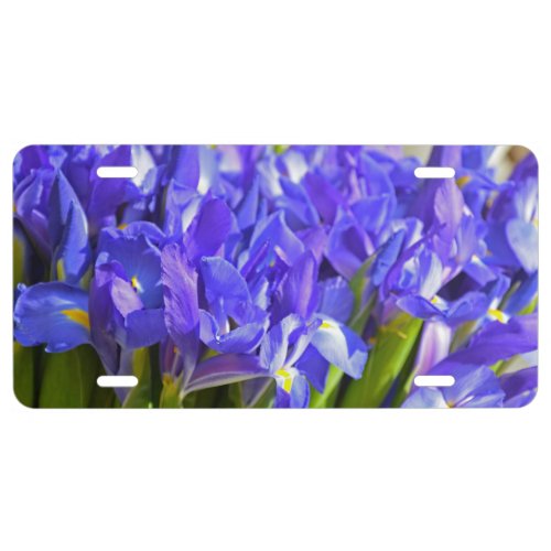 Iris flowers license plate