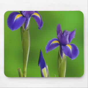 Iris Flowers Mouse Pad