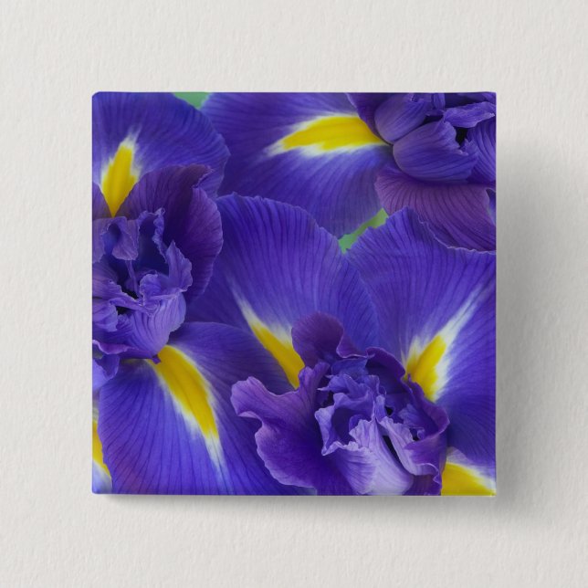 Iris flowers pinback button (Front)