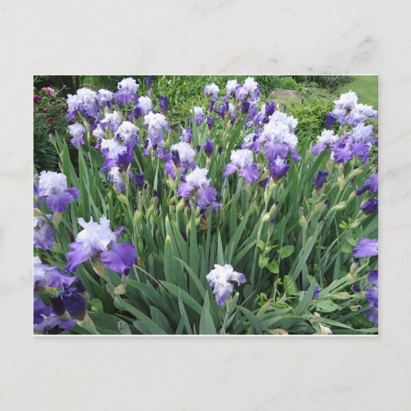 Personalized Iris Flower Gifts on Zazzle