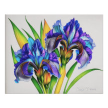 Iris flowers, the beautiful spring flowers