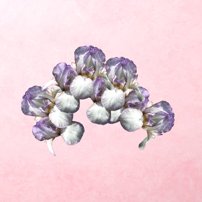 Iris Flowers  Wall Decal (Insitu 3)