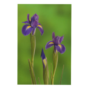 Iris Flowers Wood Wall Decor