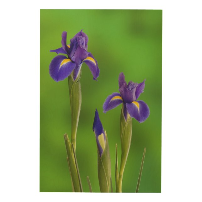 Iris Flowers Wood Wall Decor (Front)